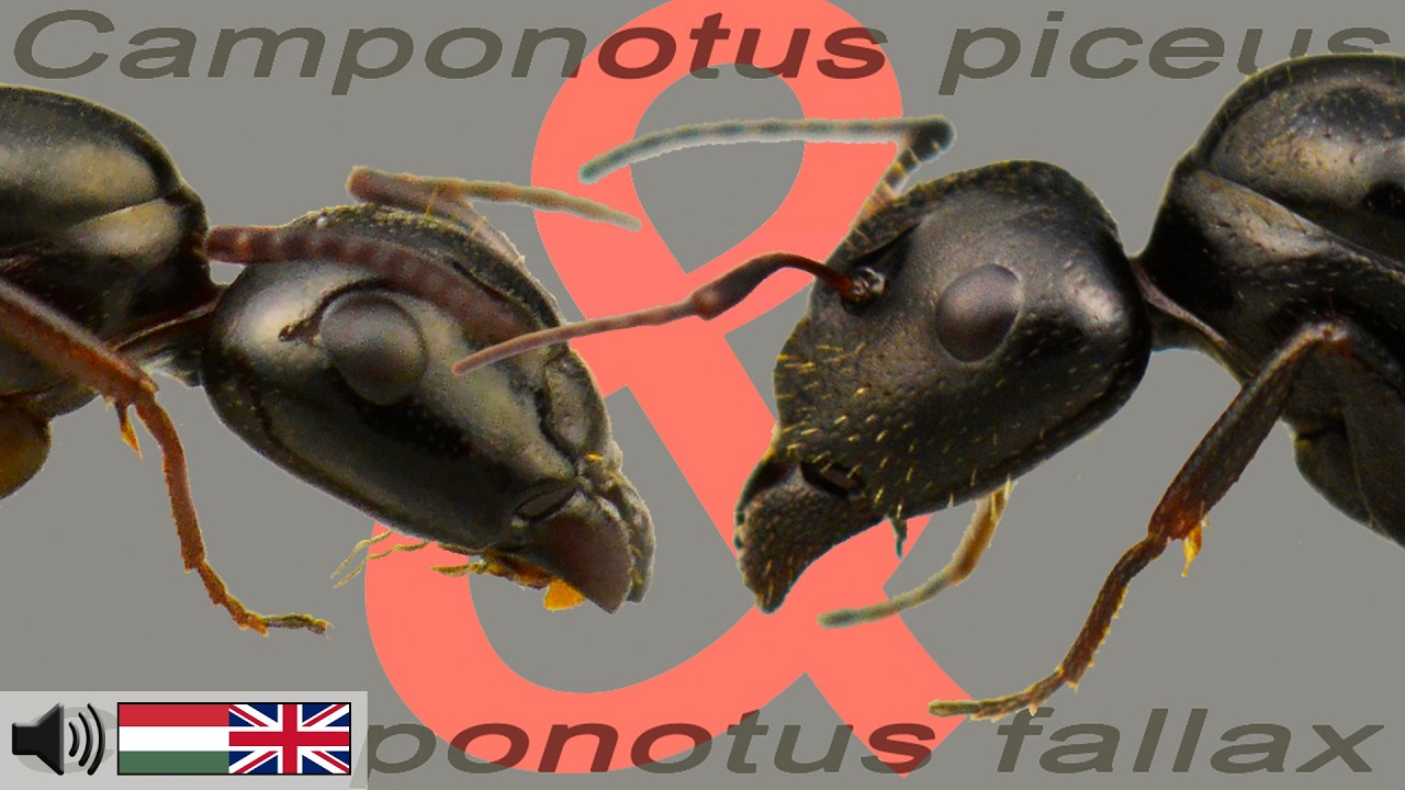 Camponotus fallax és Camponotus piceus különbségek + Szivacsos formikárium