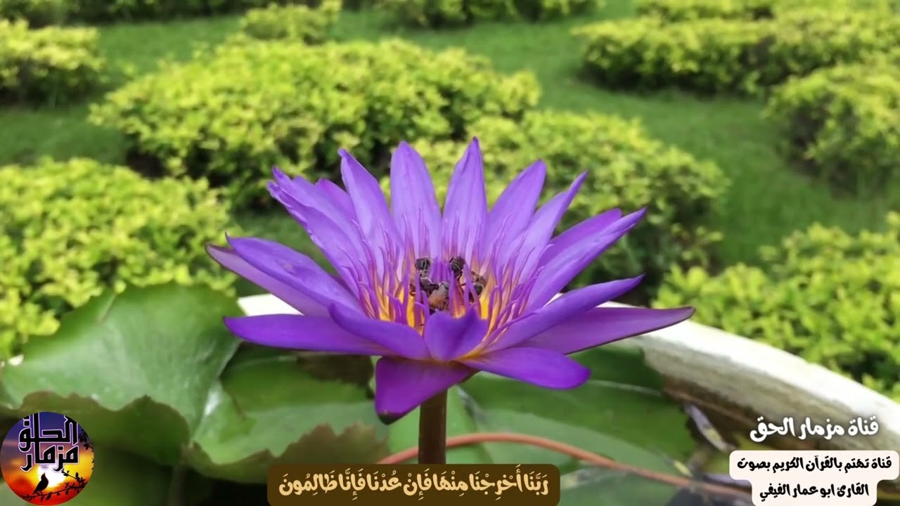 ((وقل رب أعوذ بك من همزات الشياطين ....)) بصوت ابو عمار الفيفي سورة المؤمنين آية 97 - 111