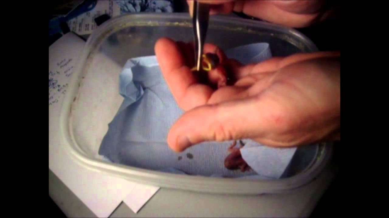 Feeding One-Day Old Baby Barn Swallows -  Wichita Falls Reptile Rescue