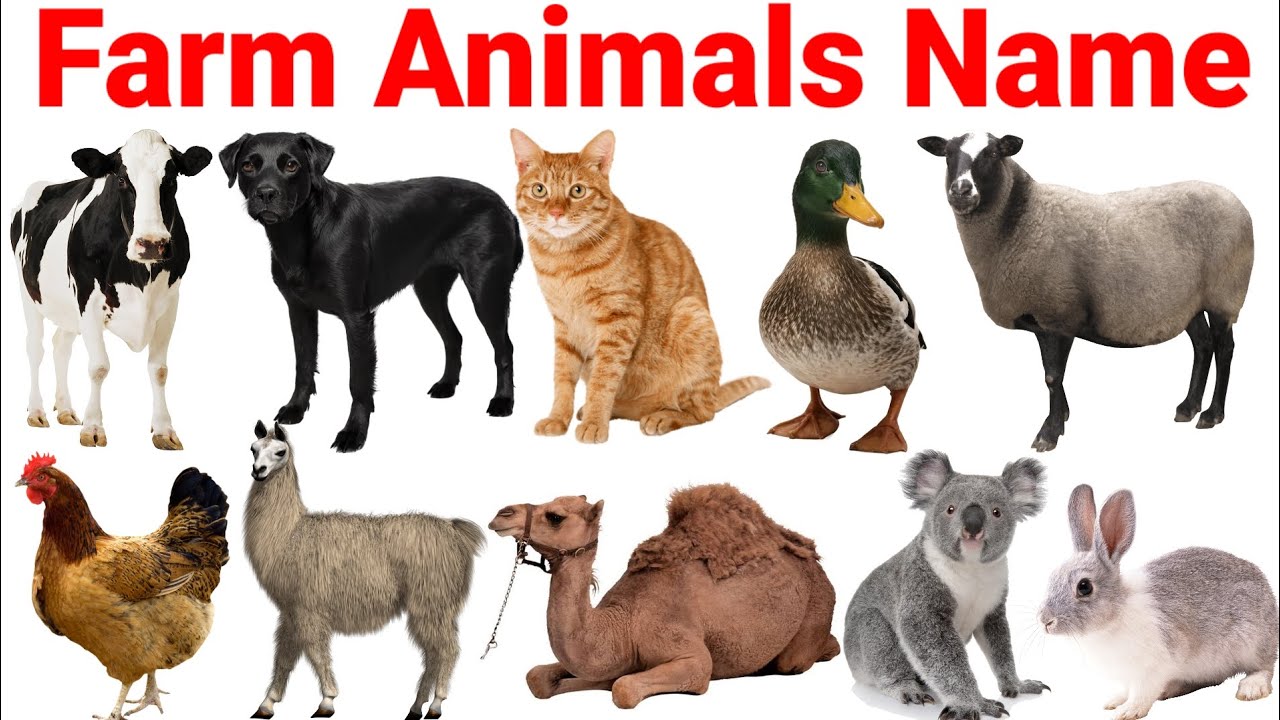 Farm Animals Name For Kids 🐶🐱🐴🐮🐷🐏🐐🐪🐇 English For Kids