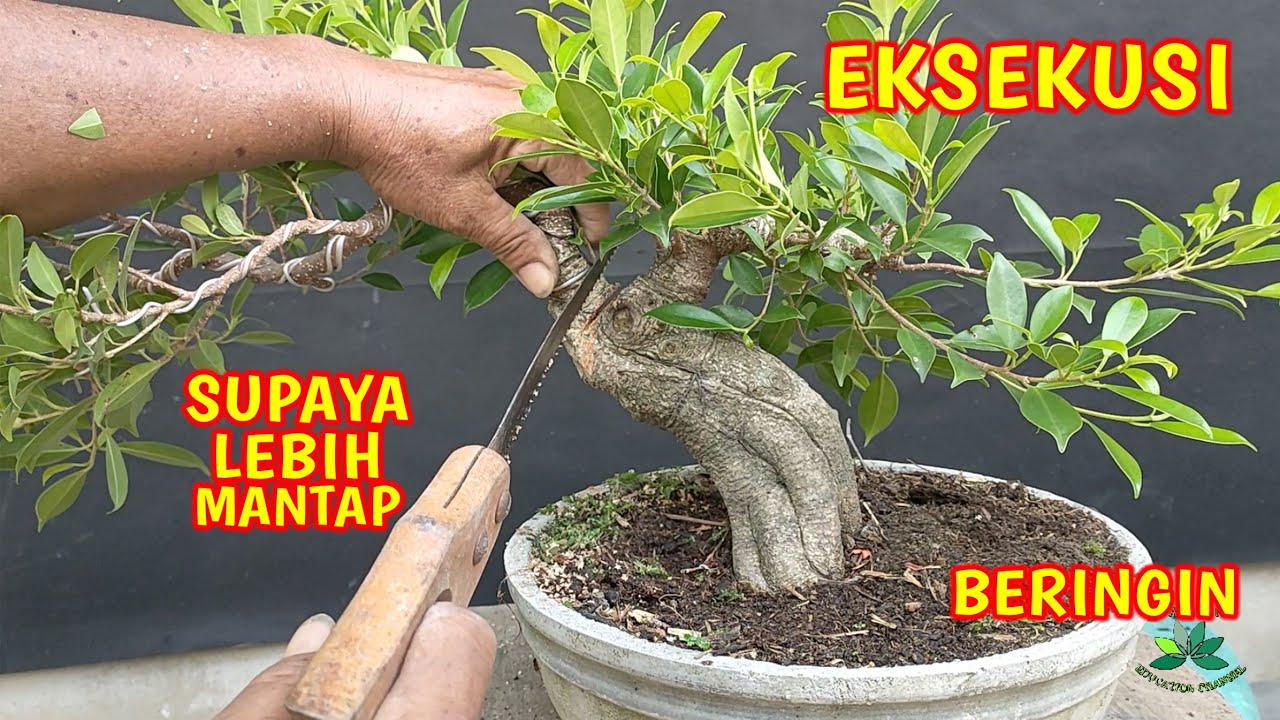 Eksekusi Bonsai Beringin Kimeng Agar Lebih Mantap