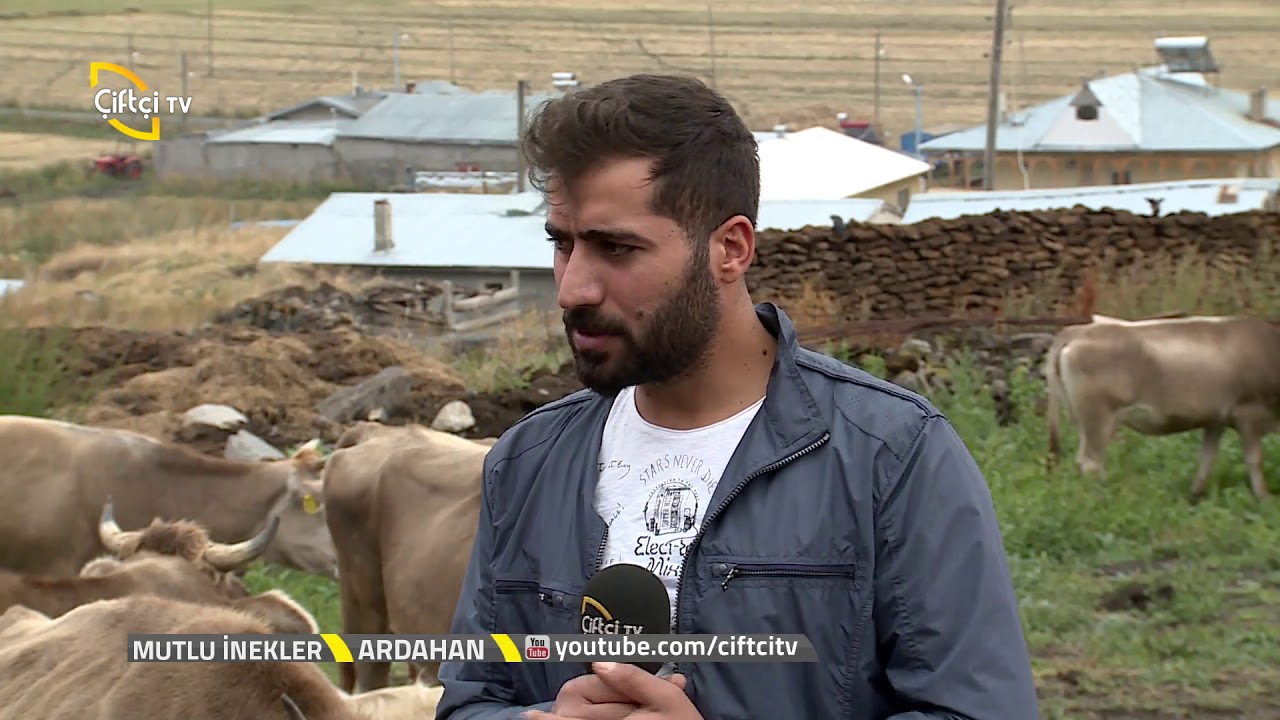 Mutlu İnekler  - İnfertilite Ve Döl Tutma Sorunları Hakkında Genel  Bilgiler. Ardahan