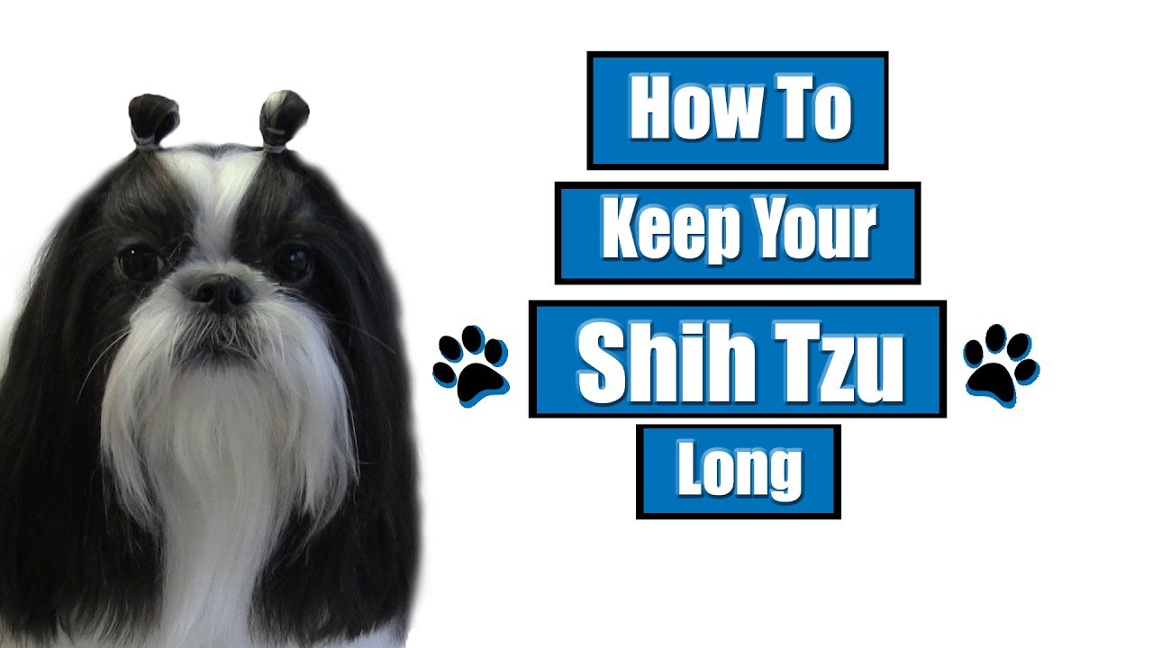 How To Keep Your Shih Tzu Long