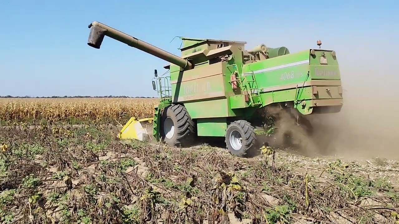 Žetva polegnutog suncokreta 2023. godine, sunflower harvest after storm, Deutz Fahr 4068 hts,Fantini