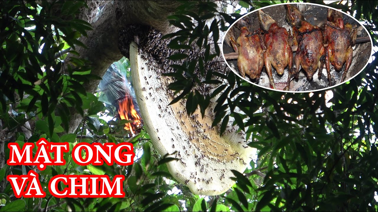 KHAI THÁC MẬT ONG RỪNG, TÌM THỨC ĂN HOANG DÃ - MÙA MẬT ONG RỪNG 2024 | T2
