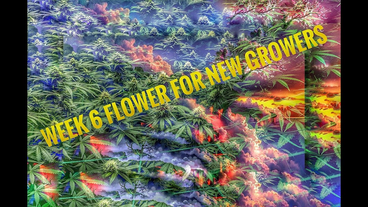 WEEK 6 OF FLOWER FOR NEW CANNABIS GROWERS