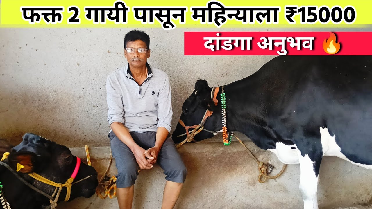 फक्त 2 गायीपासून महिन्याला कमावतात ₹15000