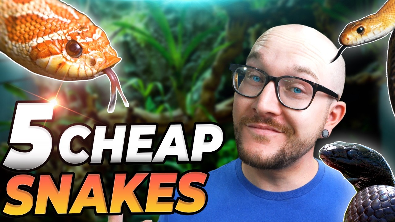 5 Cheap Snakes You Thought Were Expensive