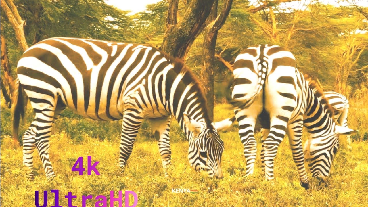 4K VIDEO (UTRAHD) AFRICAN WILDLIFE FASCINATING BEAUTY