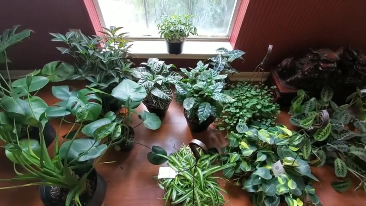 PLANT UPDATE AUGUST 2019 | DONNA JOSHI