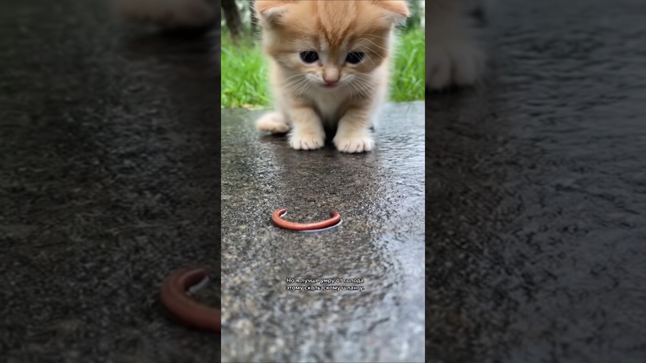 #котята