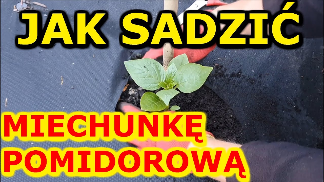 Jak i kiedy sadzić Miechunkę pomidorową na działce | Uprawa Miechunki pomidorowej w Ogrodzie