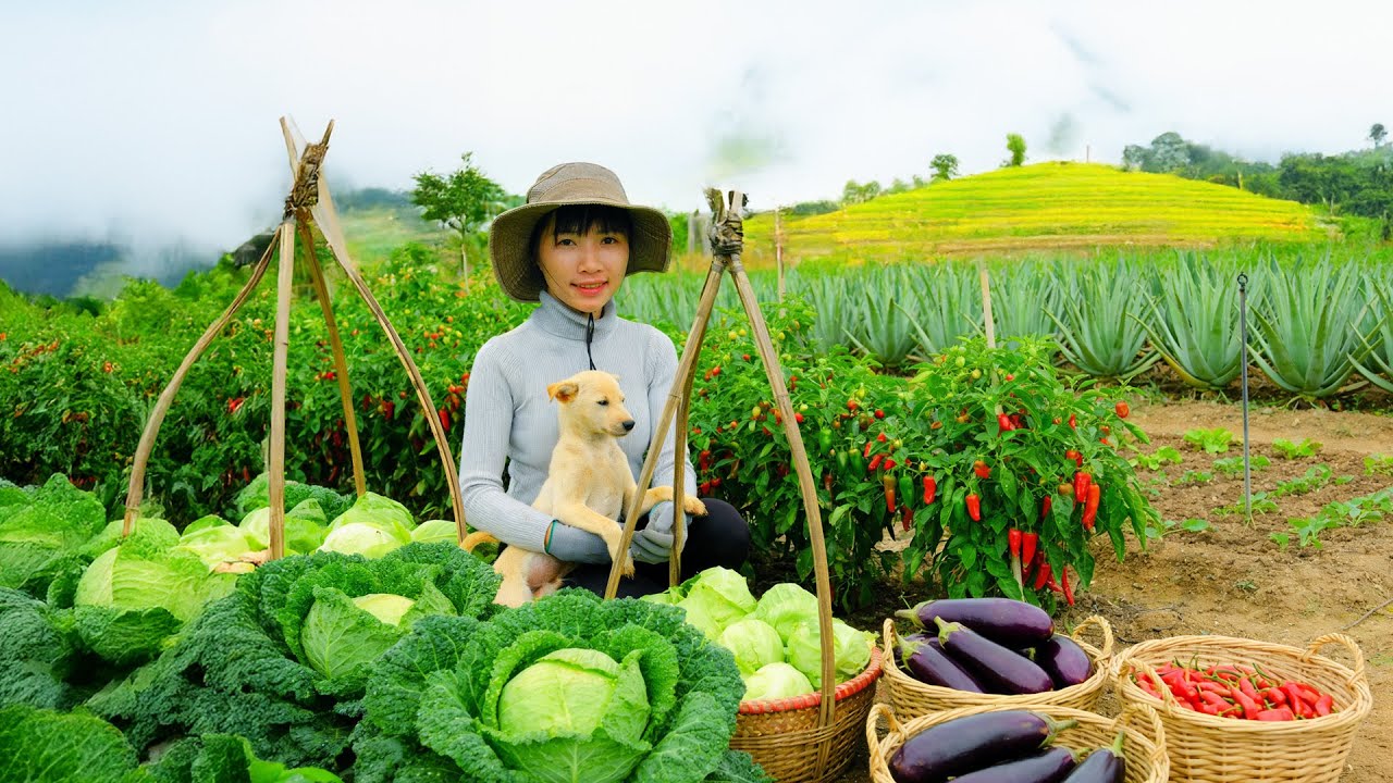 Harvest, Sell, Cook With: Heart Cabbage,Bird’s Eye Chili, Eggplant, Aloe Vera, Beans - Girl Farming
