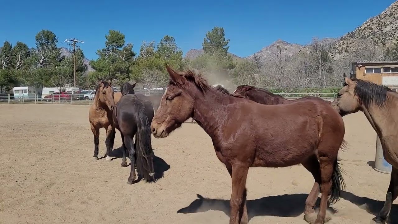 Wild Mustang Joins the Herd #ginger #mustang #training #wildhorse 