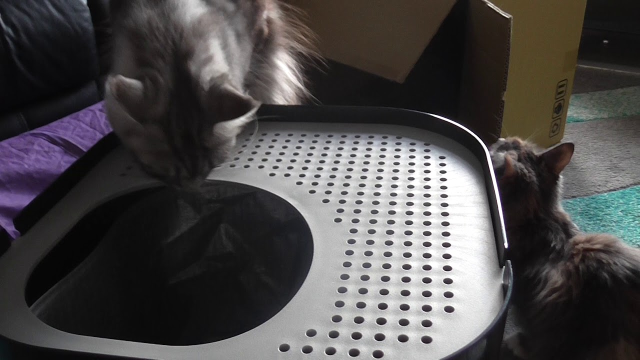 modkat size comparison to other litter boxes for maine coons