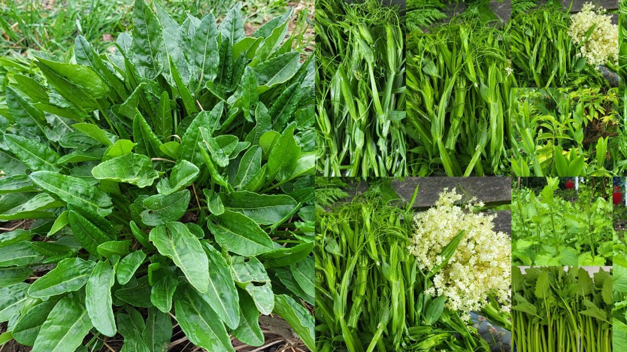 เก็บผักตั๊กแตนผัก Gewöhnlicher Rainkohl ผักอีก3ชนิดผักป่าทีกินได้ในยุโรป