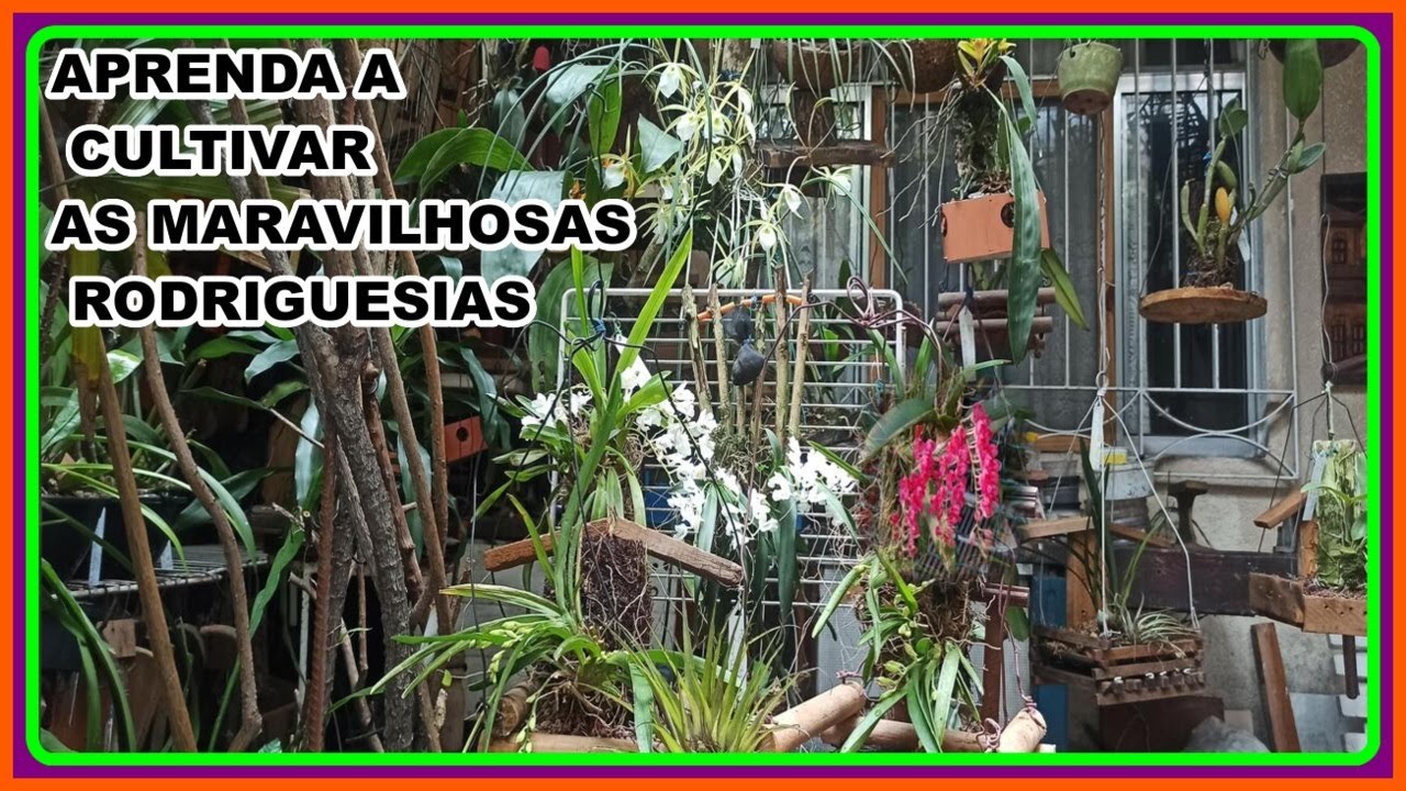 AS MARAVILHOSAS RODRIGUEZIAS E A FORMA CERTA DE CULTIVA LAS E UMAS PALAVRAS DE AGREDECIMENTO A TODOS