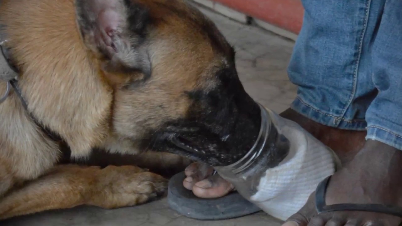 Malinois detection training - scent imprinting