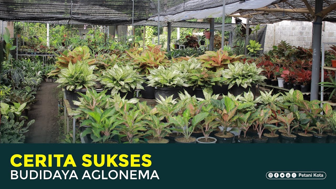 Raih 100 juta perbulan dari budidaya aglonema | Owner Bunga Rejeki 2