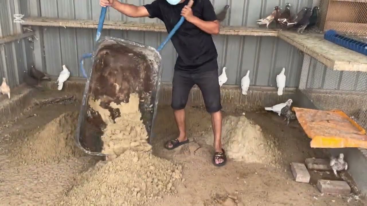 Village  pigeon farm