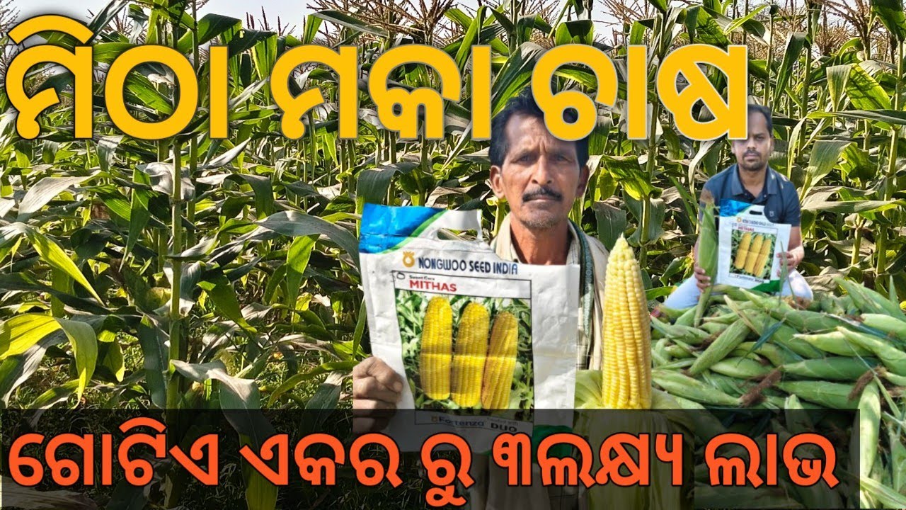 ମିଠାମକା ଚାଷ କିପରି କରିବା  Sweetcorn Farming Full Guide  
