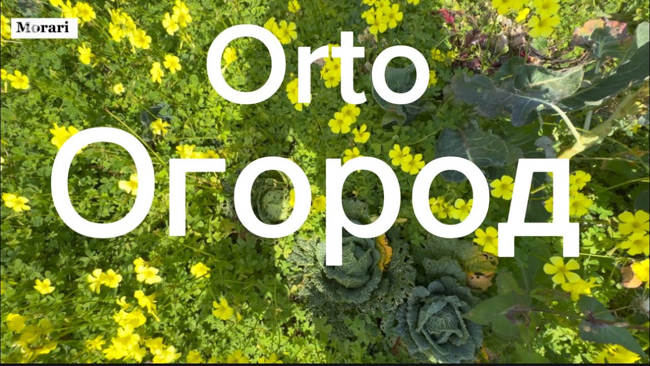 Мой огород в Италии. Жизнь в иммиграции.