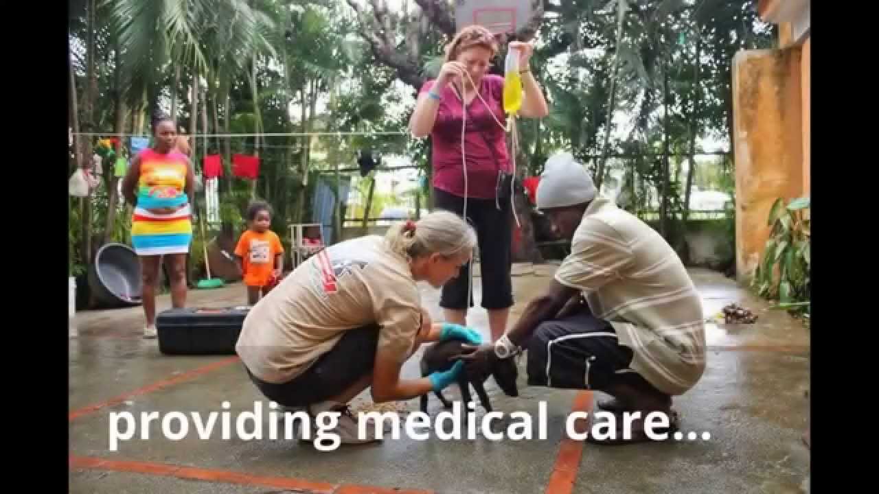 DCDR Dogs and Cats of the Dominican Republic Animal Rescue