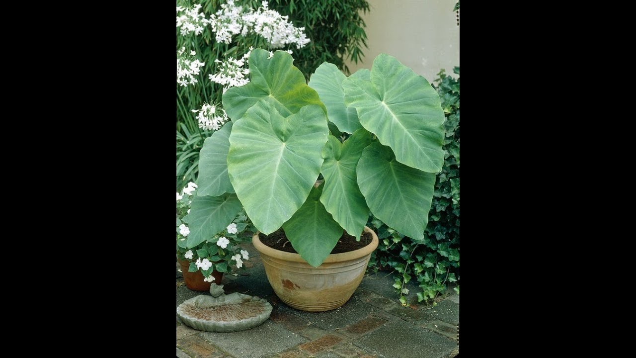 Elephant Ears - Planting Bulbs
