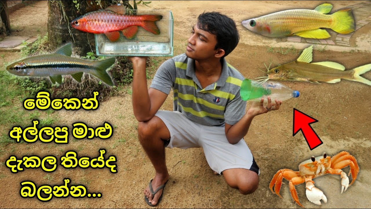 ලංකාවෙ ඉන්න ස්වදේශී මාළු වර්ග | Fish trap catches native Fish in Sri Lanka
