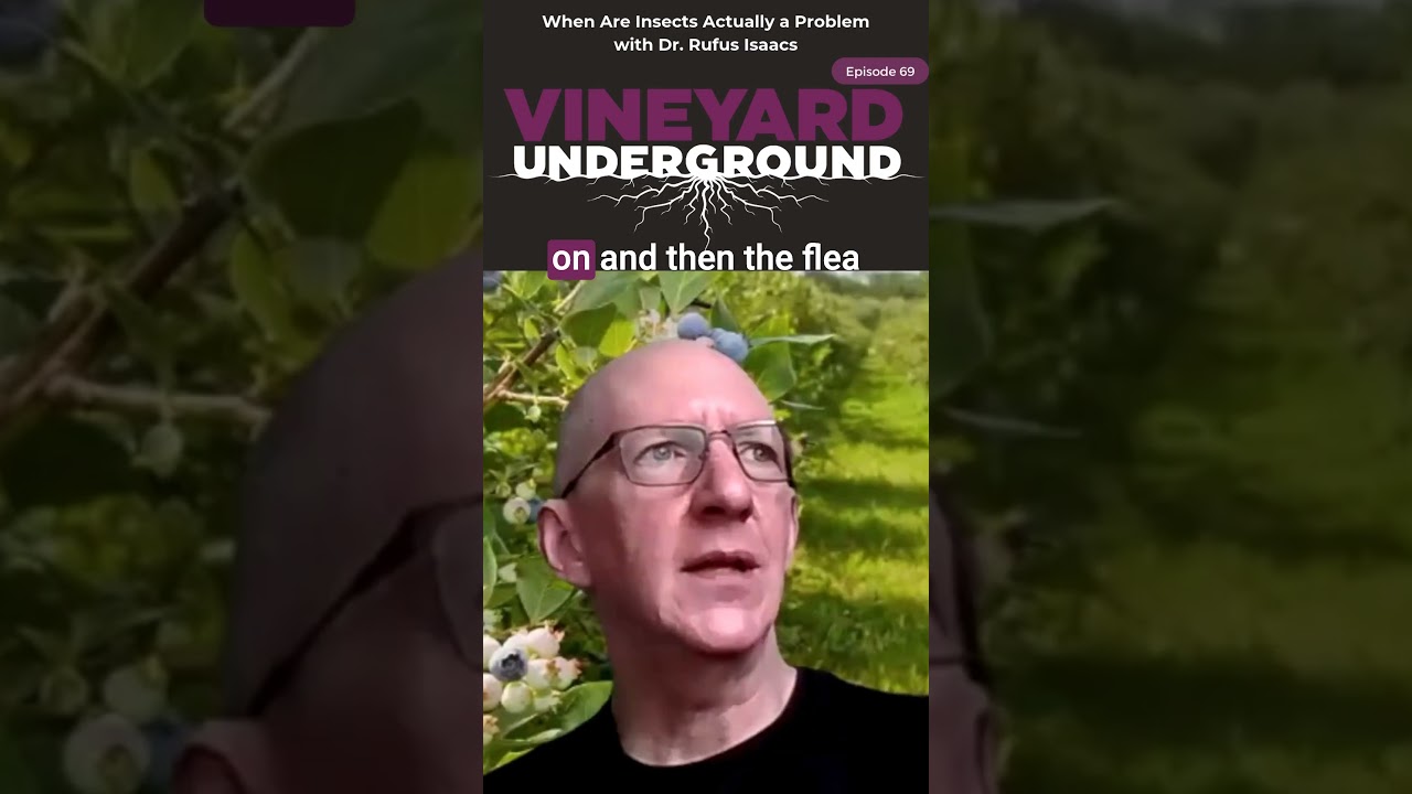 When Are Insects Actually a Problem with Dr. Rufus Isaacs #viticulture #wine #vineyard #grapenation