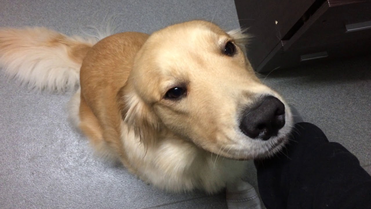 ではここで社長の癒やし動画をどうぞ・・・