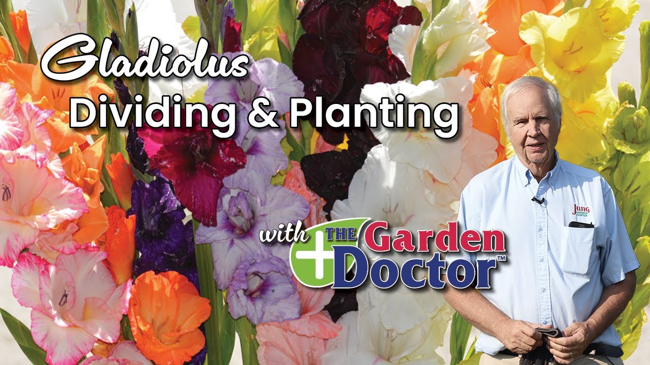 Dividing & Planting Glads