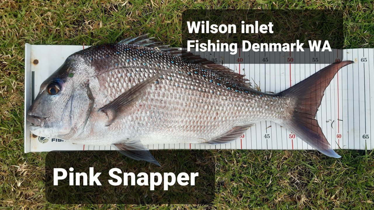 Wilson inlet Denmark Pink Snapper