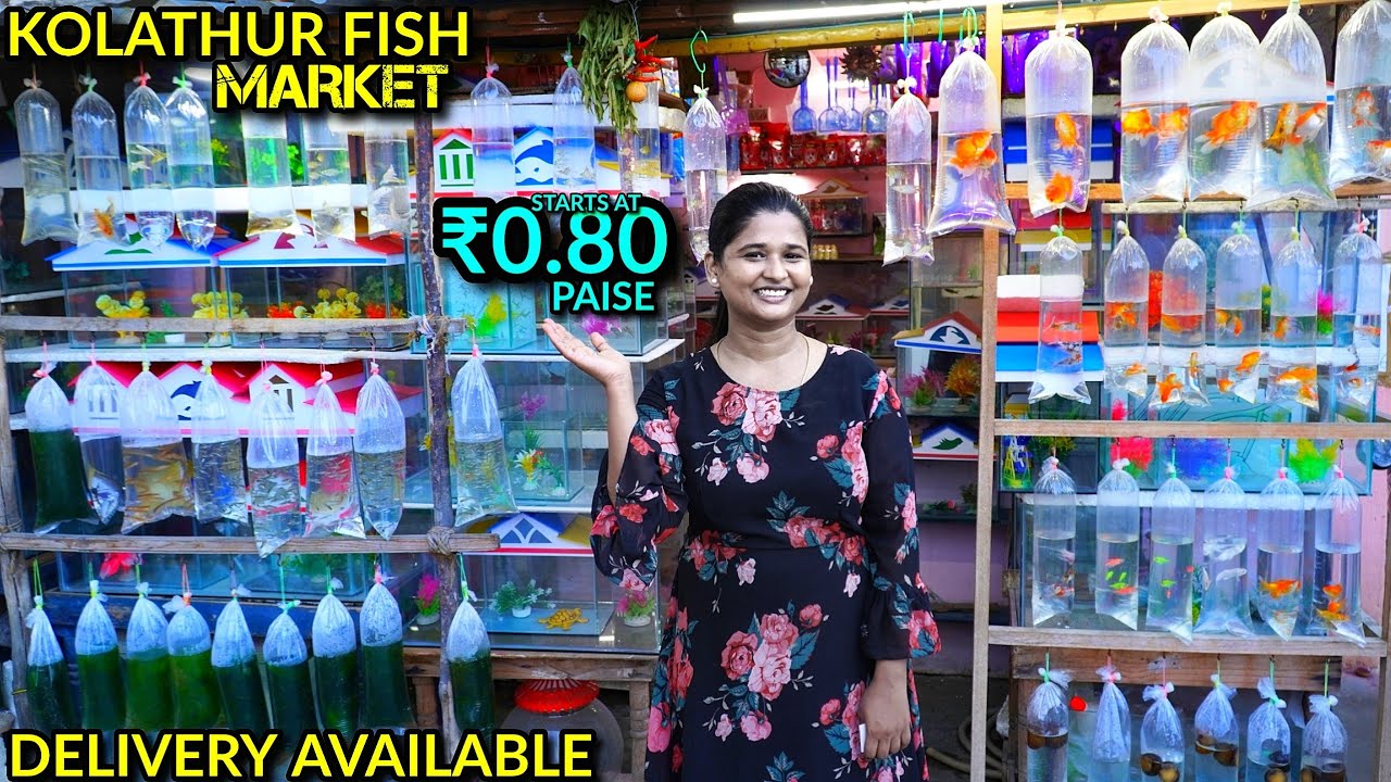 ₹0.80 PAISE முதல்..!!!! Kolathur ALL DAY Fish Market Vlog