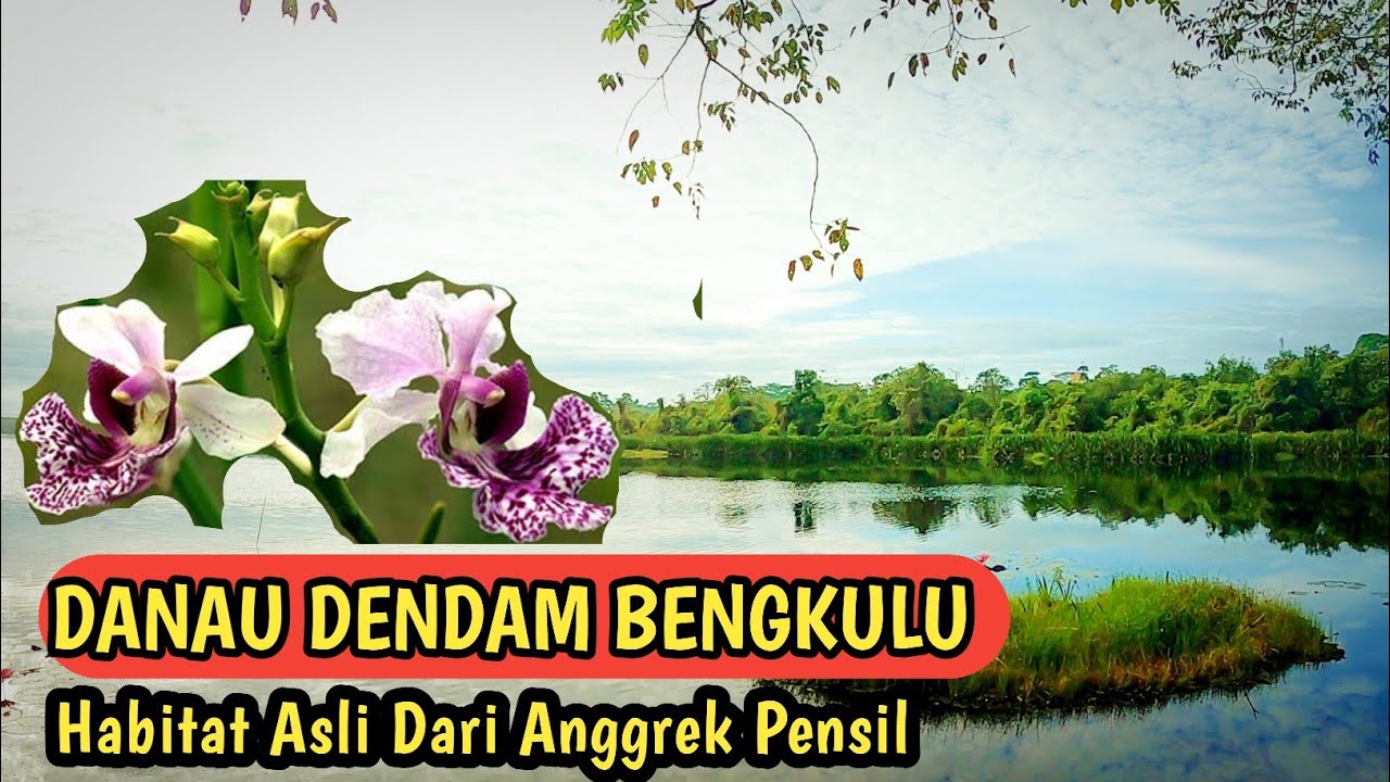 Jalan Menuju Danau Dendam Bengkulu || Habitat Asli Anggrek Pensil