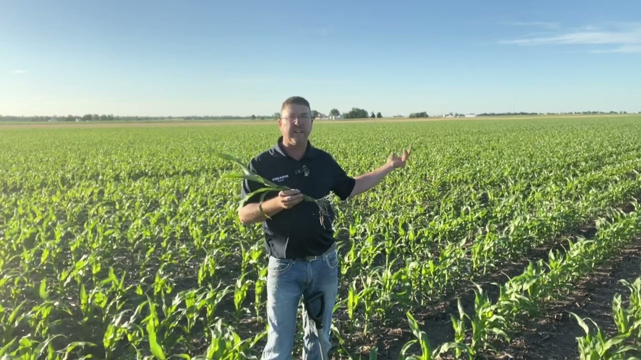Radiate Next on stressed corn