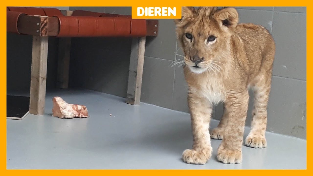 Gevonden leeuwtje gaat misschien naar Afrika