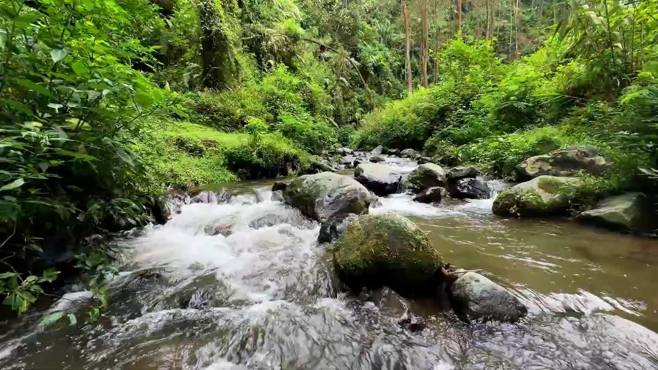 Soothe overthinking with calming river stream in daylight forest creating peaceful deep rest
