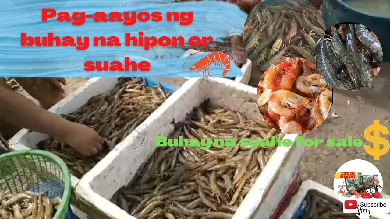 Pag-aayos ng buhay na suahe o hipon🦐 Harvesting shrimps Part 3
