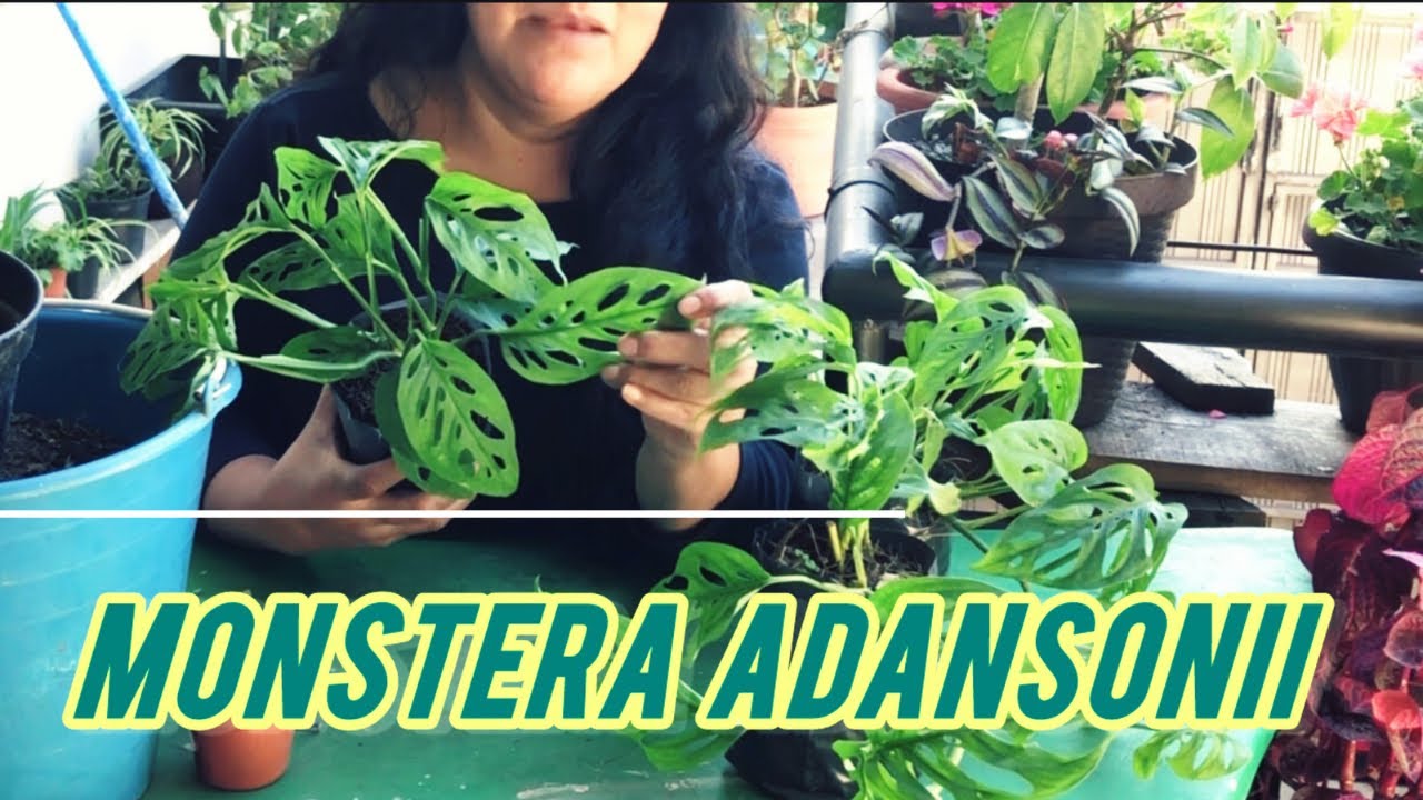 Cómo cuidar de tu Monstera Adansonii / Planta Esqueleto 