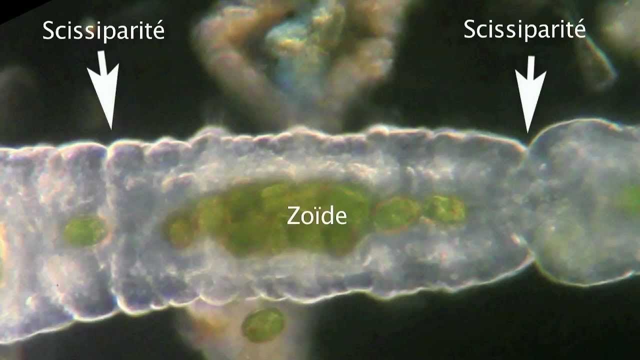 les protozoaires - mode de vie (suite)!!!!