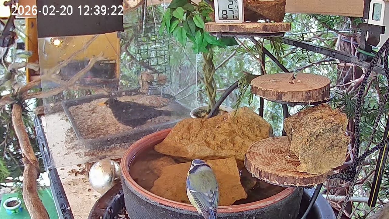 Später Vormittag, mittags am Vogel-Spa (20.02.2026)