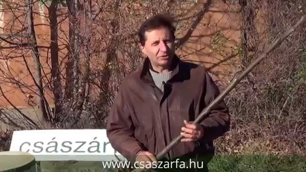 Meddig lehet Császárfát ültetni