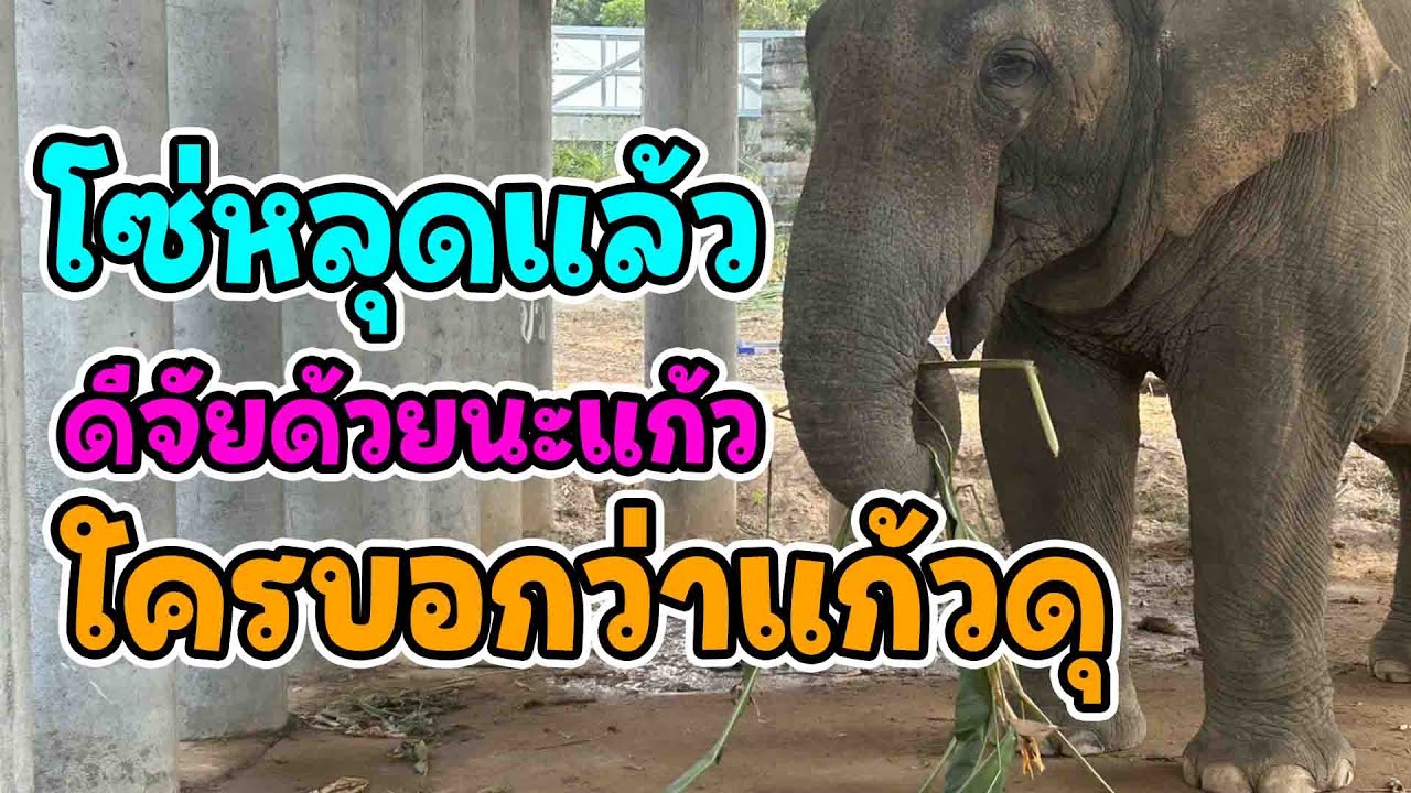 ข่าวดี!!ปลดโซ่ที่พันขาแก้วอินดี้สำเร็จแล้ว แบบนี้แก้วดุจริงเหรอ?? / หมอตรวจผู้ป่วยฟันผุ พลายคำน้อย