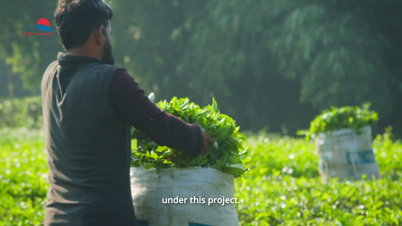 Tea Production of the Panchagarh Tea Production Somobay Samity Limited (Bangladesh) (Short version)