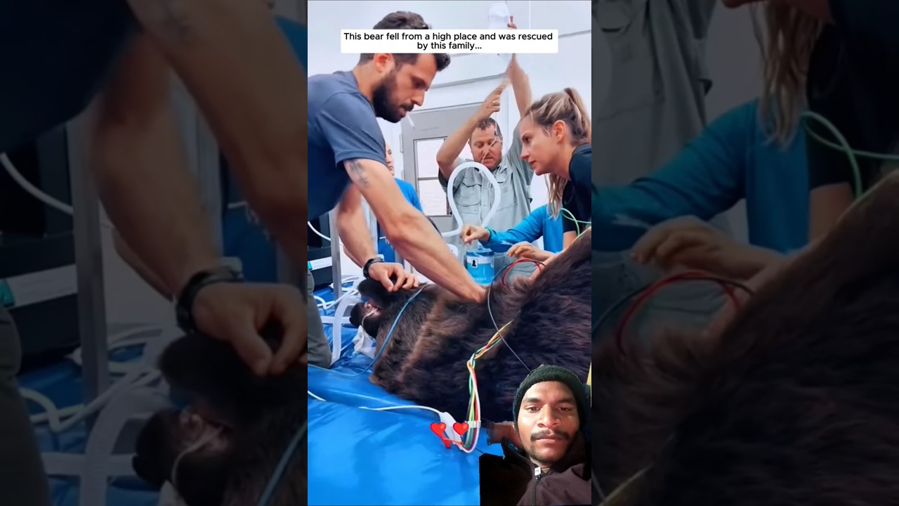 This bear fell from a high place and was rescued by this family... 