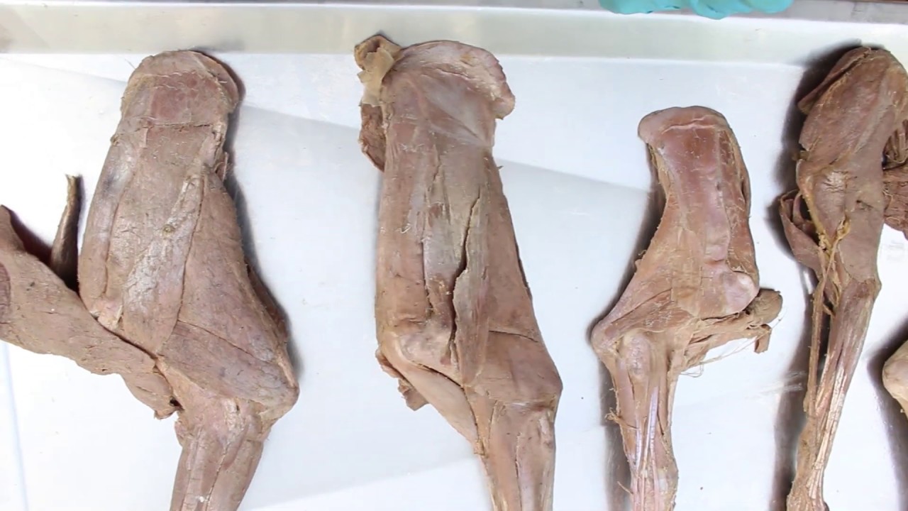 Miembro tor&aacute;cico (Miolog&iacute;a parte I: m&uacute;sculos intr&iacute;nsecos de la regi&oacute;n escapular y del hombro)