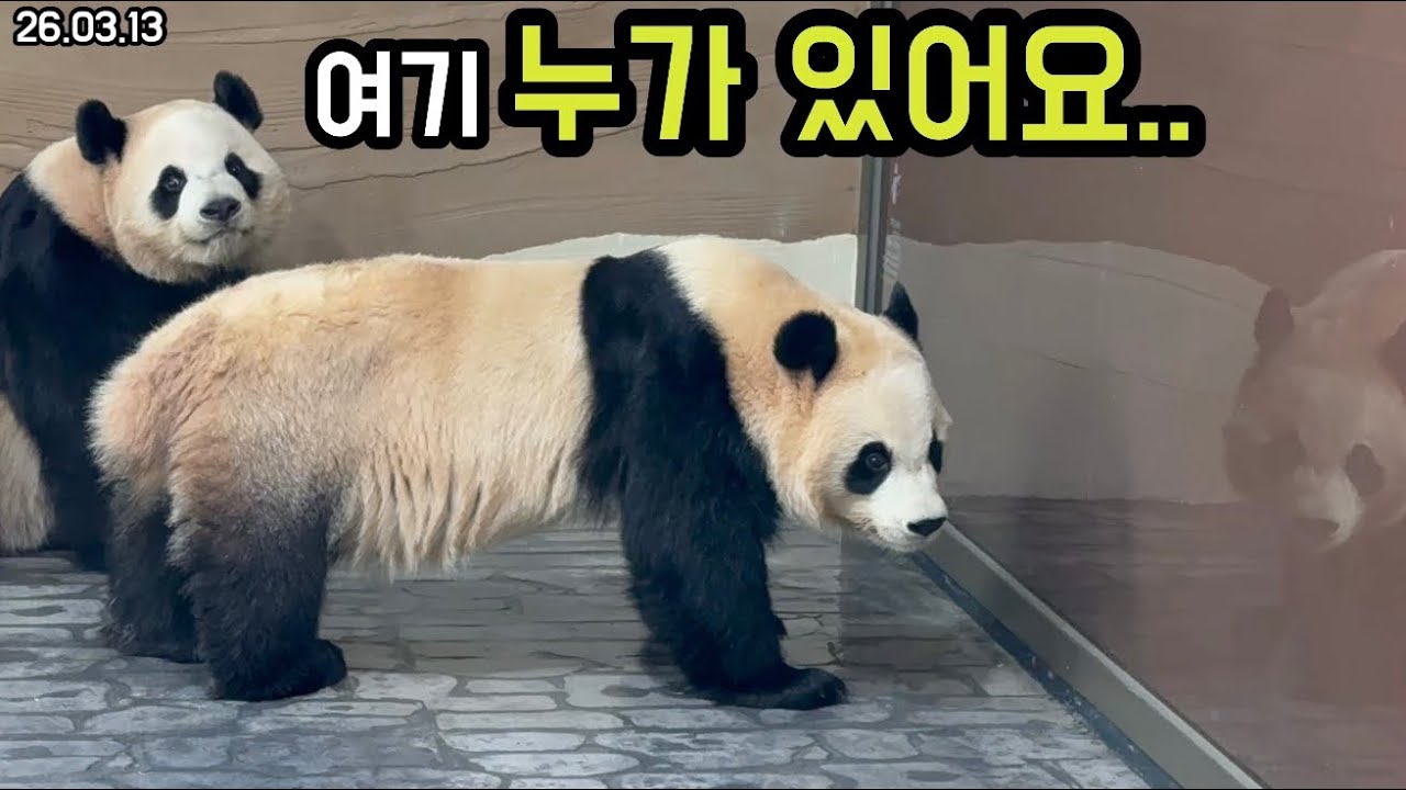 26.03.13 자기 모습보고 셀프 감동중인 루이후이ㅋㅋㅋ😊🥰