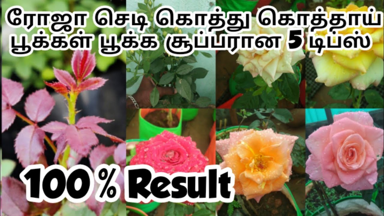 ரோஜா செடி இரண்டே வாரத்தில் அதிக துளிர் பிடிக்க சூப்பரான 5 டிப்ஸ்