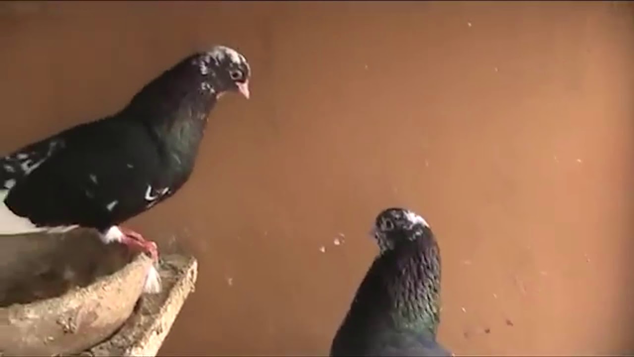 حمام قلاب قطيفي (قلاب جو) اتصال٠٥٤٥٤٧٣٢٤٩